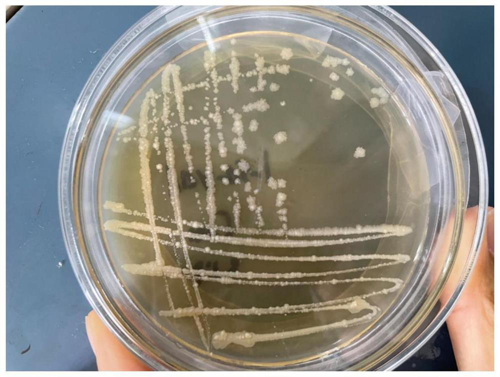 Mycolicibacteriumneworleansense WCJ and application thereof in degradation of organic pollutants