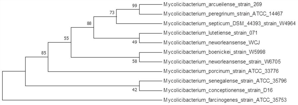 Mycolicibacteriumneworleansense WCJ and application thereof in degradation of organic pollutants