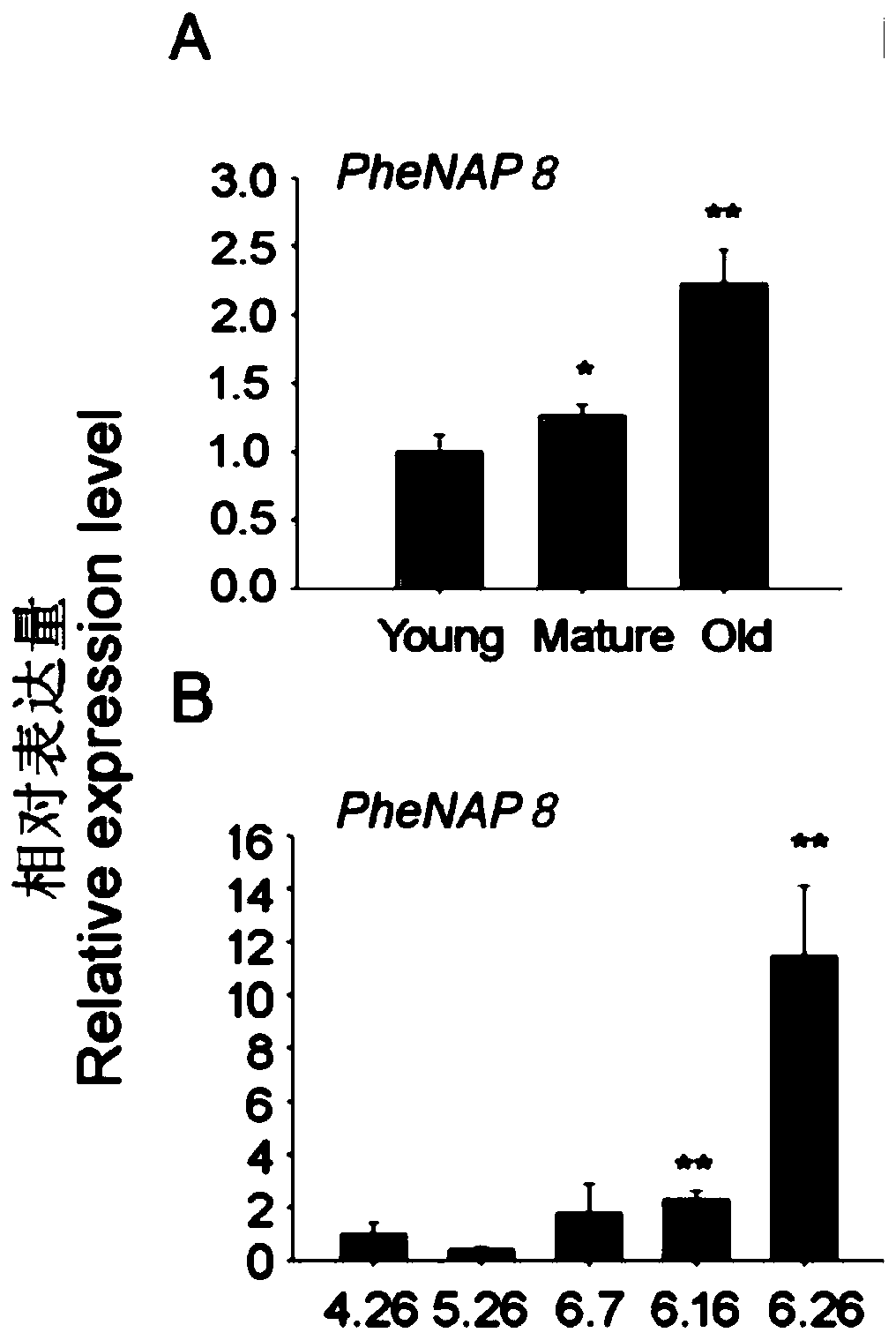 Phyllostachys edulis senescence related NAP (neutrophil alkaline phosphatase) transcription factor as well as encoding gene and application thereof