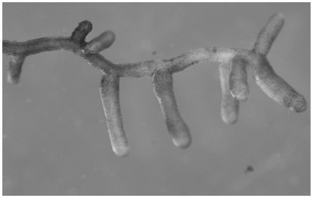 Black spore truffle inoculation agent and its treatment method and mycorrhizal cultivation method