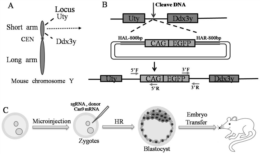 A method for sex identification of mammalian embryos