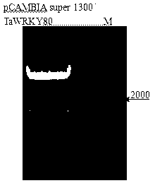 Wheat salt-tolerant and drought-resistant gene TaWRKY80 and application thereof