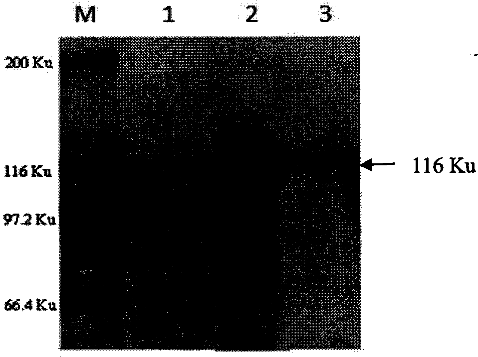 Detection kit for distinguishing cow pathogenic mycobacteria infection from non-pathogenic mycobacteria infection and method thereof