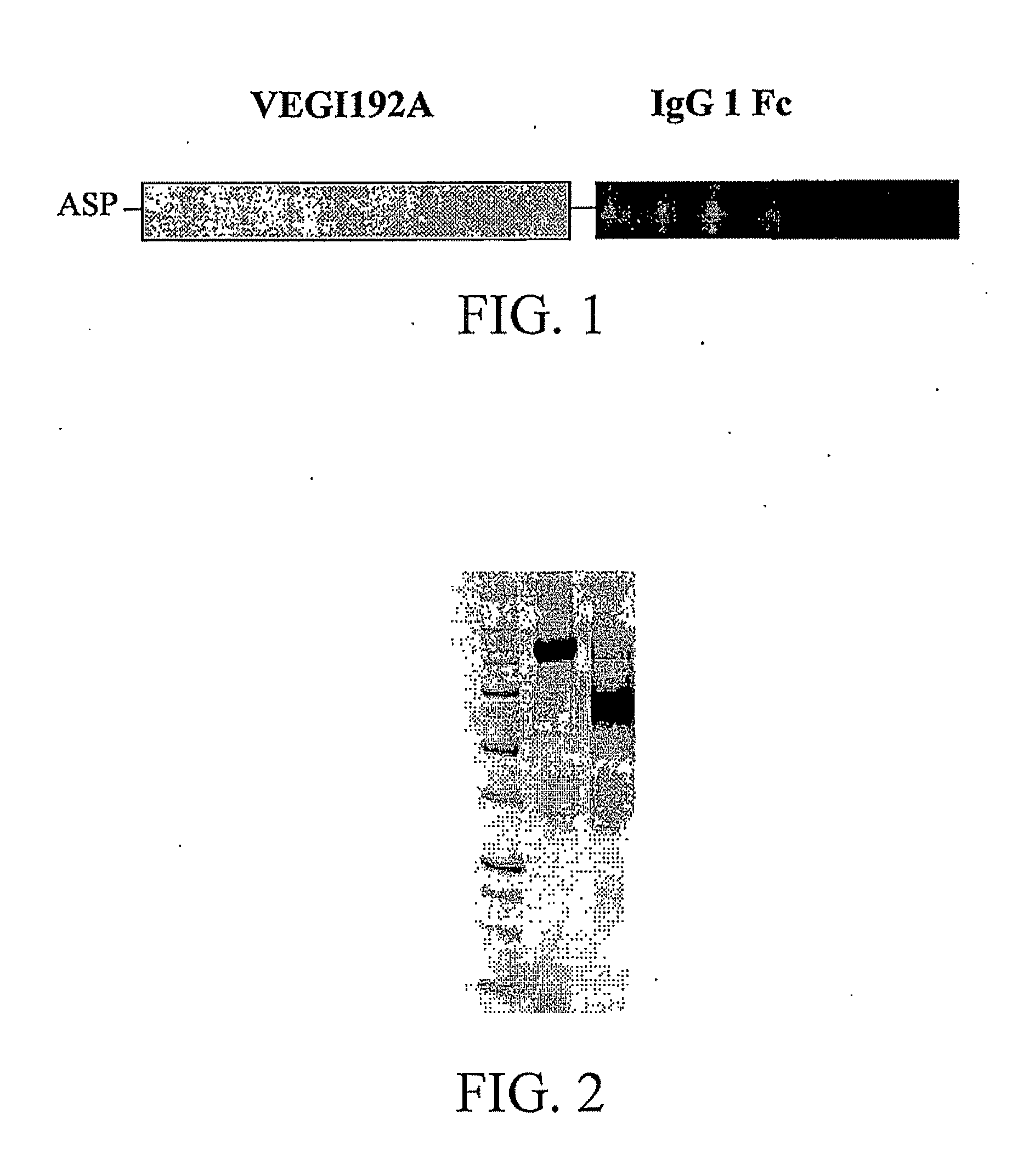 Fusion protein containing vegi, and pharmaceutical composition and use thereof
