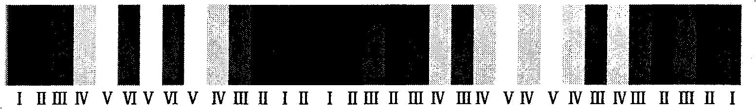 Stripe color coding method for grating stripe images based on Gray code principle