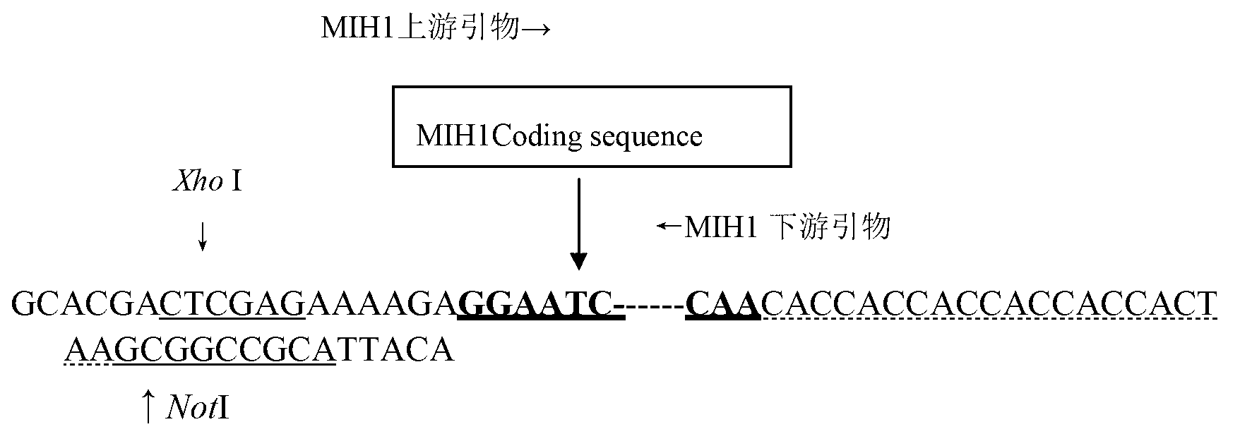 Eukaryotic expression method of molt-inhibiting hormone-1 gene of mitten crab