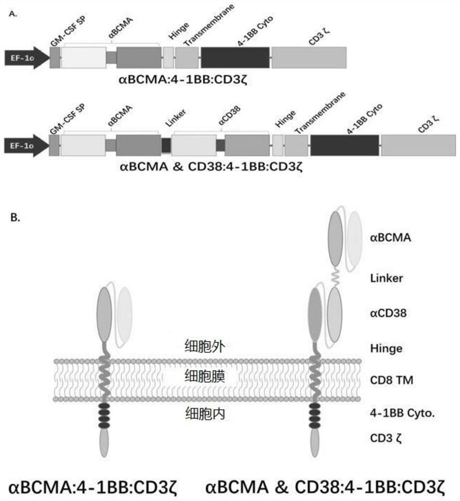 A bispecific chimeric antigen receptor molecule and its application in tumor therapy