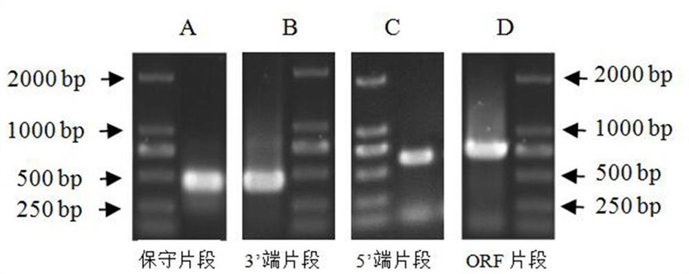 A phalaenopsis cyclophilin cyp gene and its application