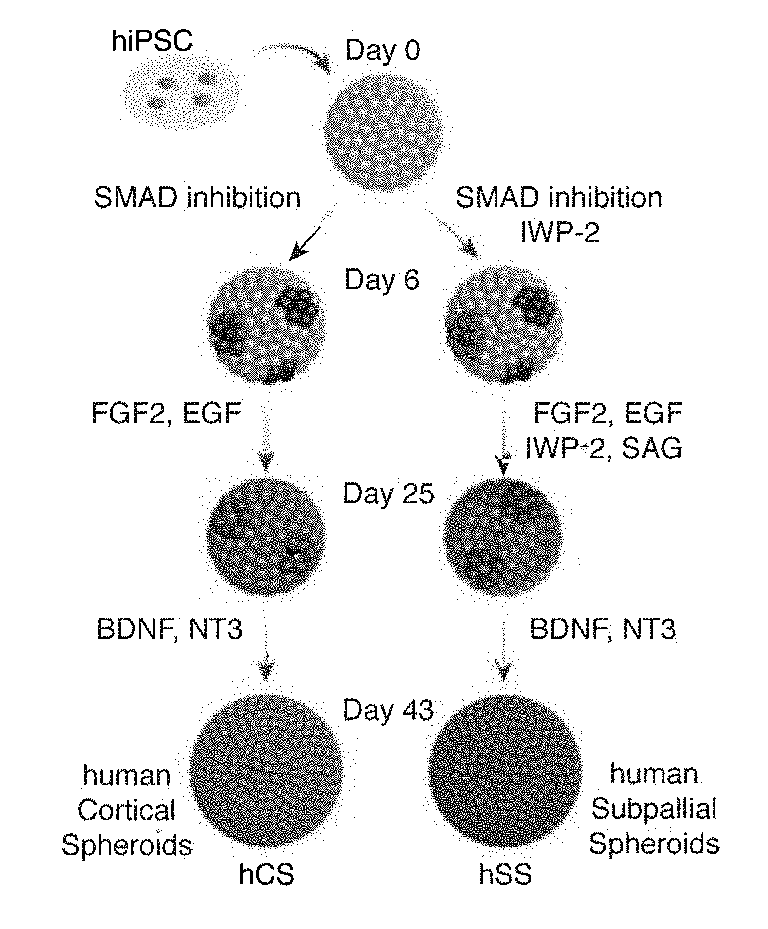 Assembly of functionally integrated human forebrain spheroids and methods of use thereof