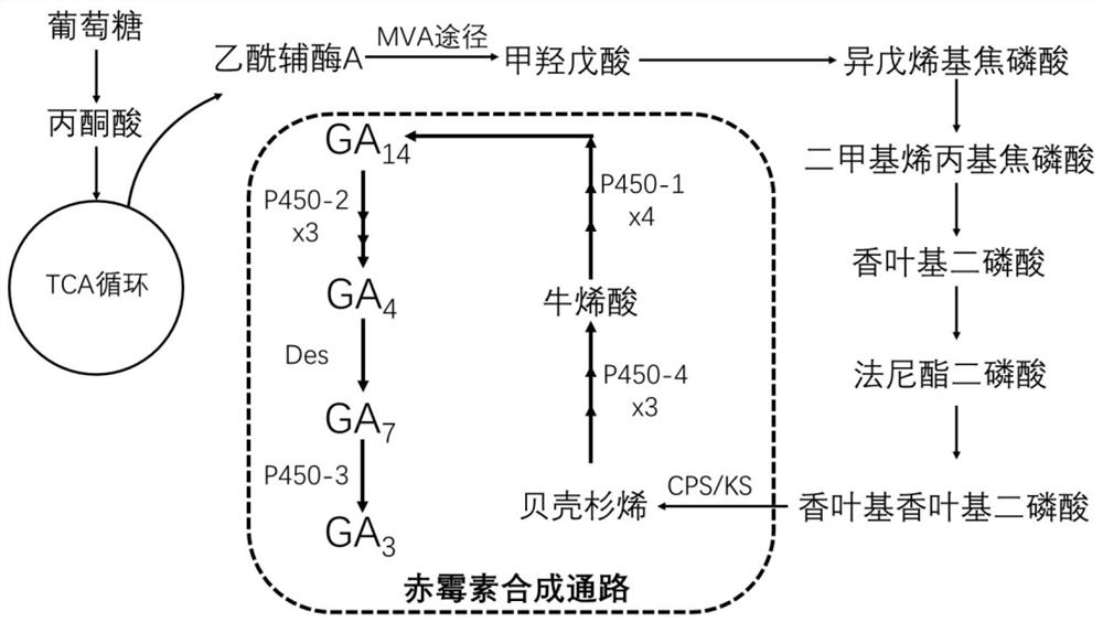 Genetically engineered bacterium of high-yield gibberellin GA3, construction method and application