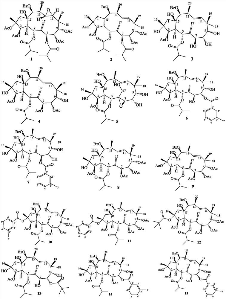 Jatrophane type diterpene derivative as well as preparation method and application thereof