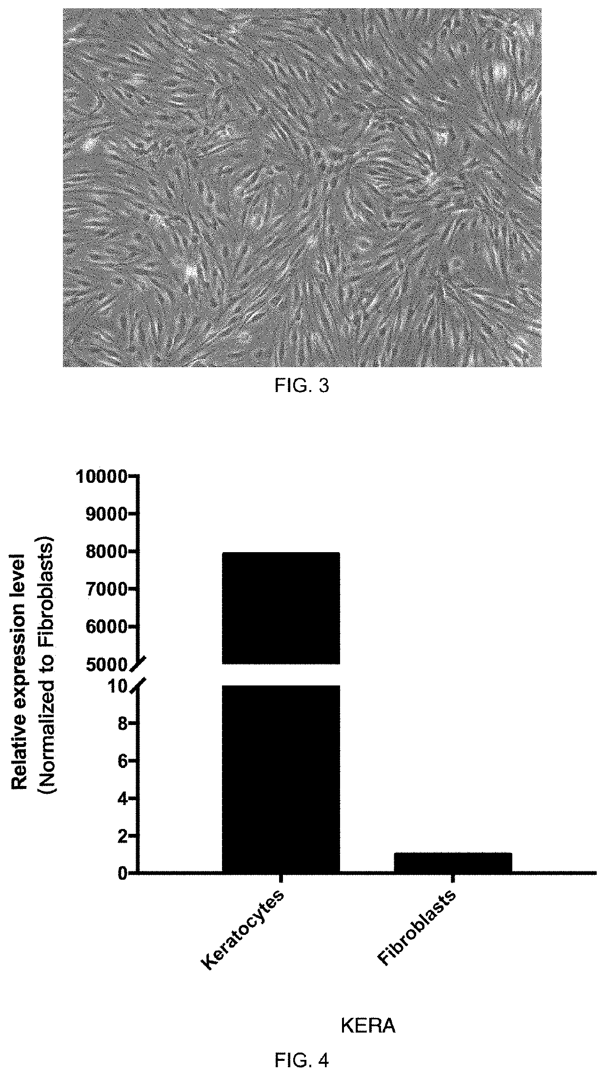 Methods of Serum-Free Culturing Corneal Limbal Stromal Stem Cells and Inducing Sphere Formation and Differentiation in Vitro