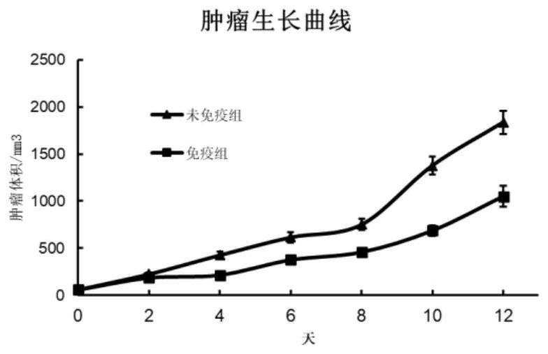 Tumor cell vaccine and preparation method thereof