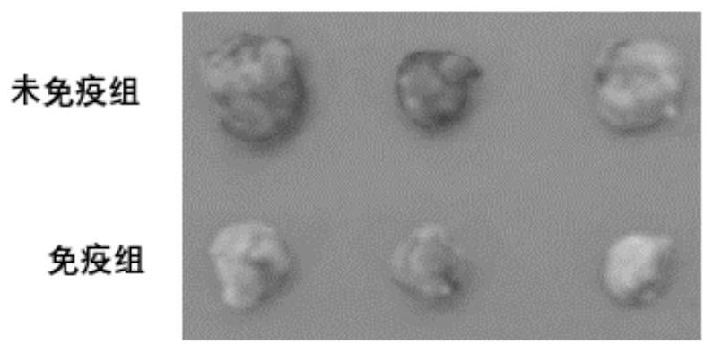 Tumor cell vaccine and preparation method thereof