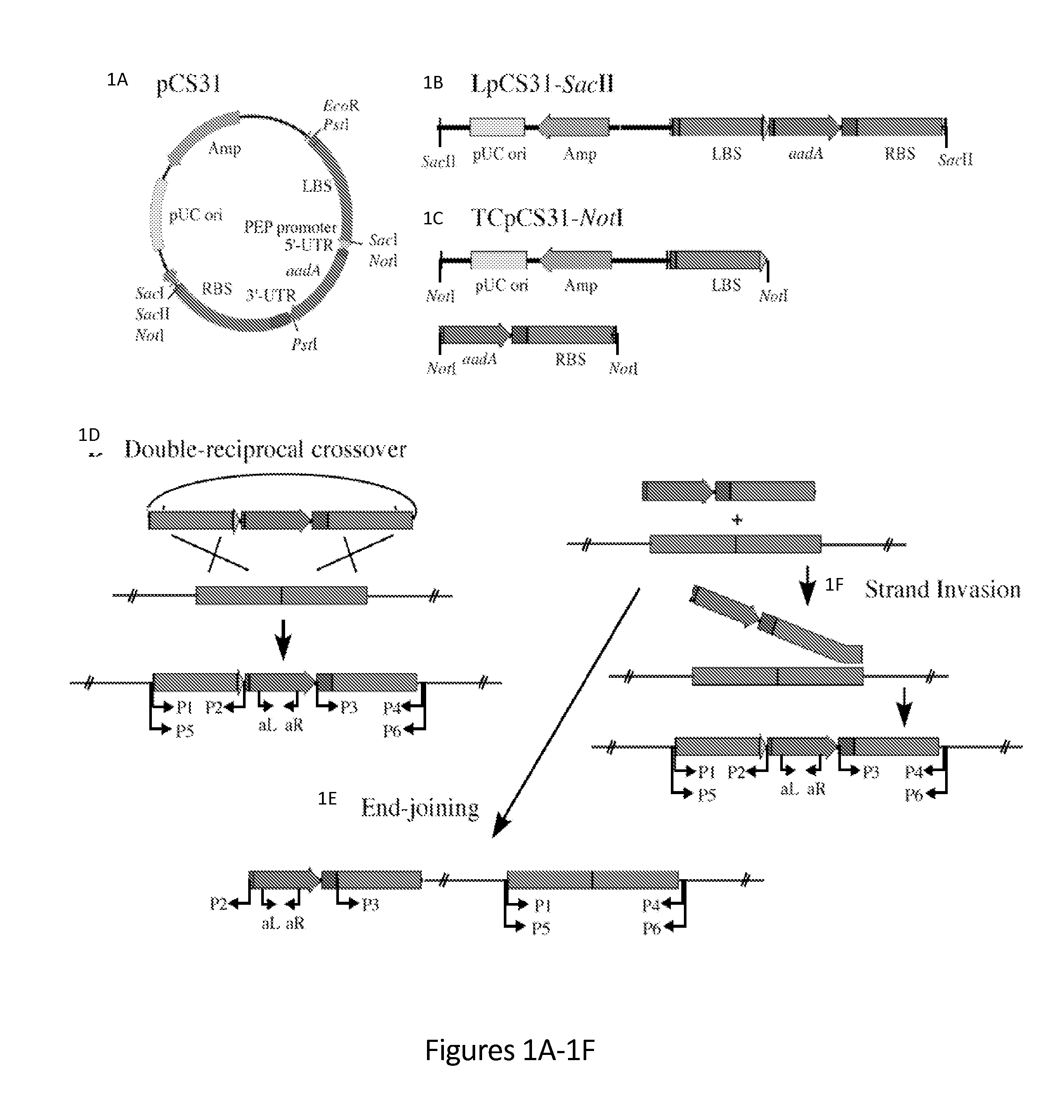 Plastid transformation using linear DNA vectors