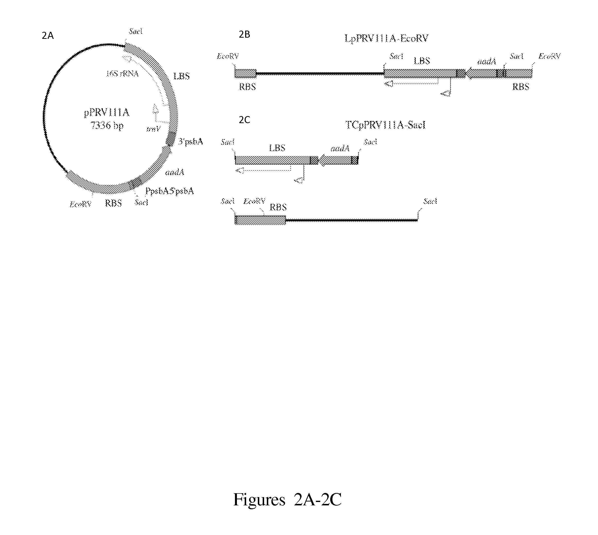 Plastid transformation using linear DNA vectors