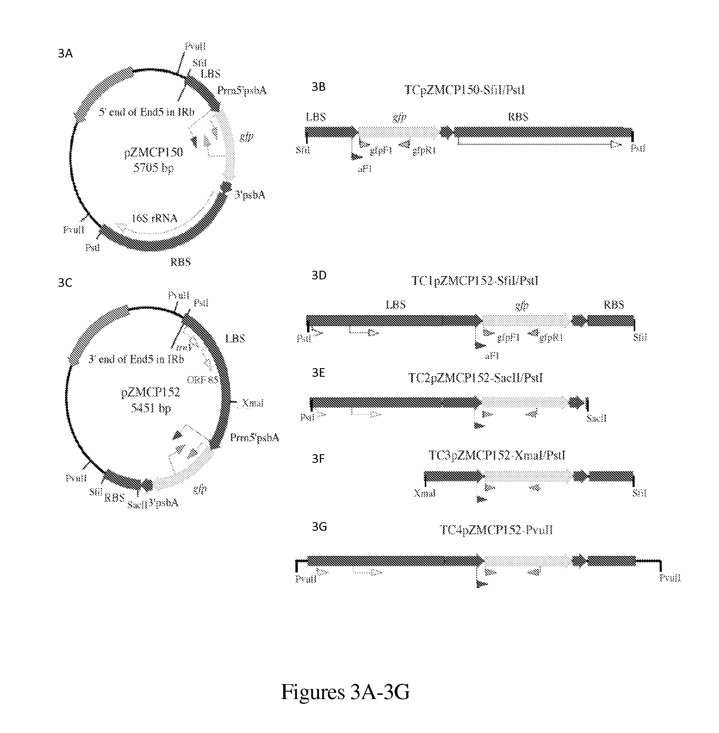 Plastid transformation using linear DNA vectors