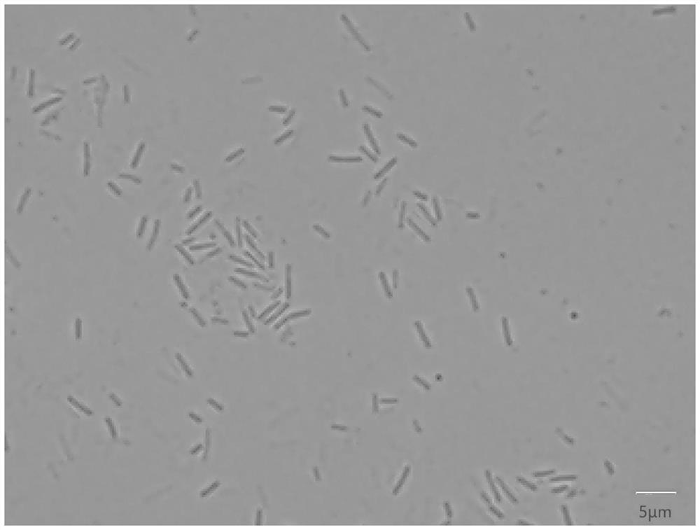 Bacillus and application thereof in preventing and treating plant diseases