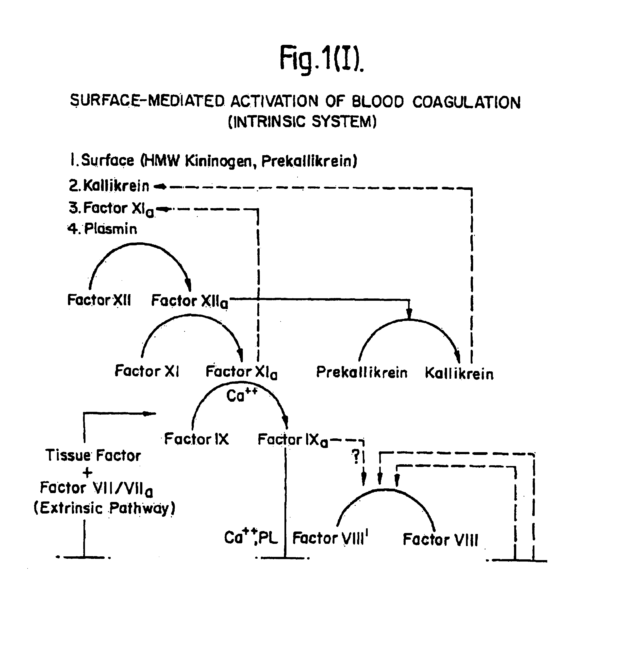 Methods and deoxyribonucleic acid for the preparation of tissue factor protein