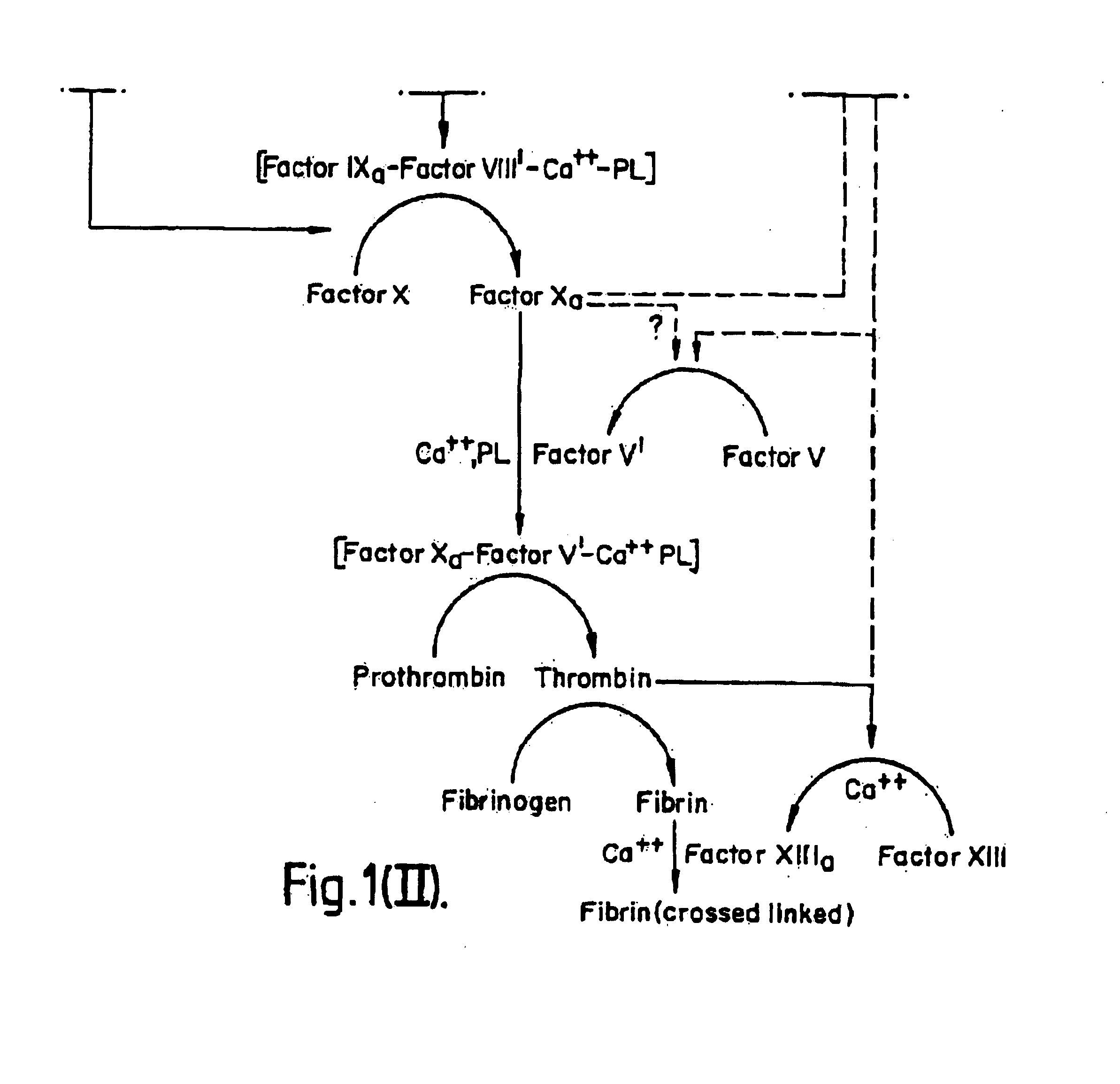 Methods and deoxyribonucleic acid for the preparation of tissue factor protein