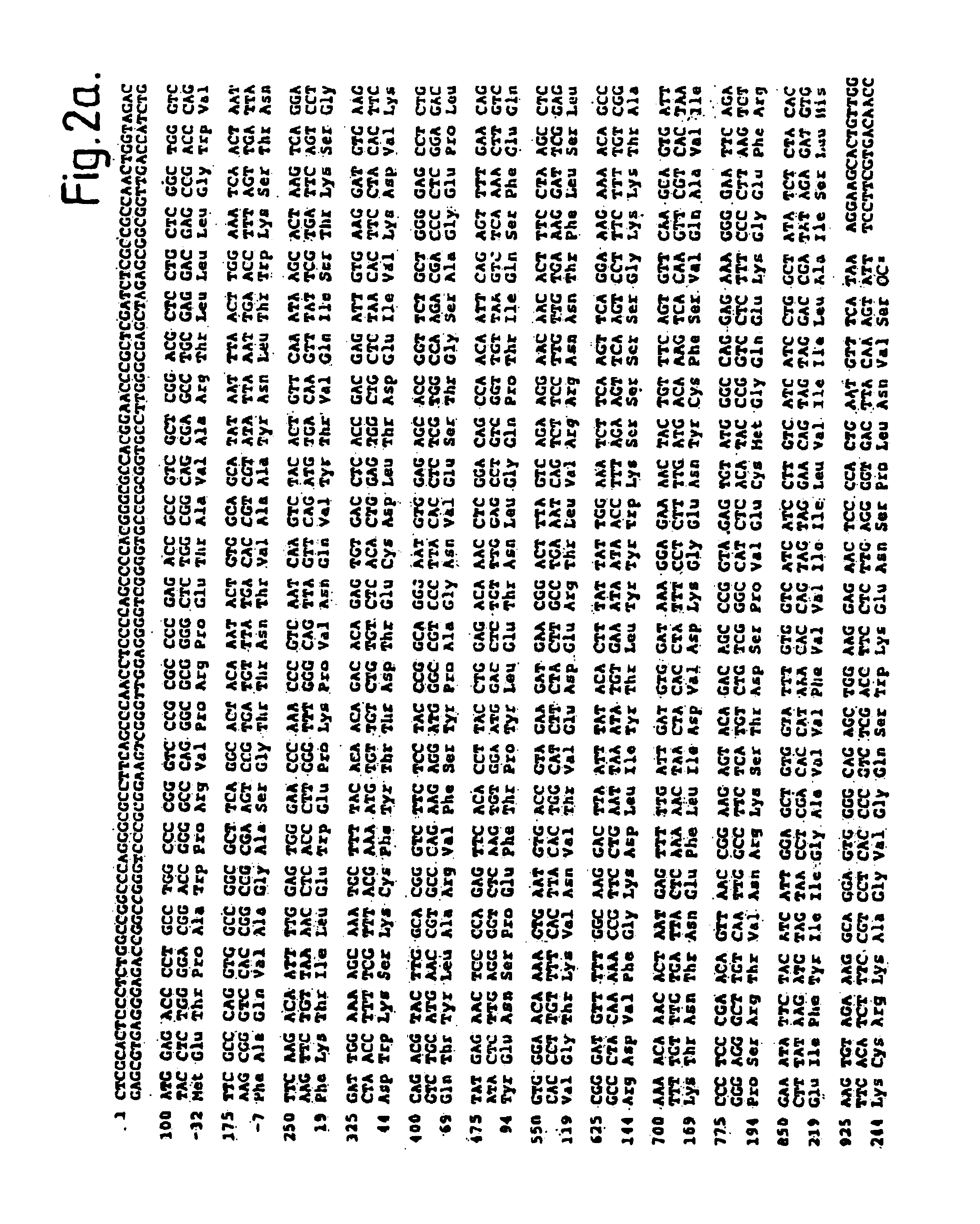 Methods and deoxyribonucleic acid for the preparation of tissue factor protein