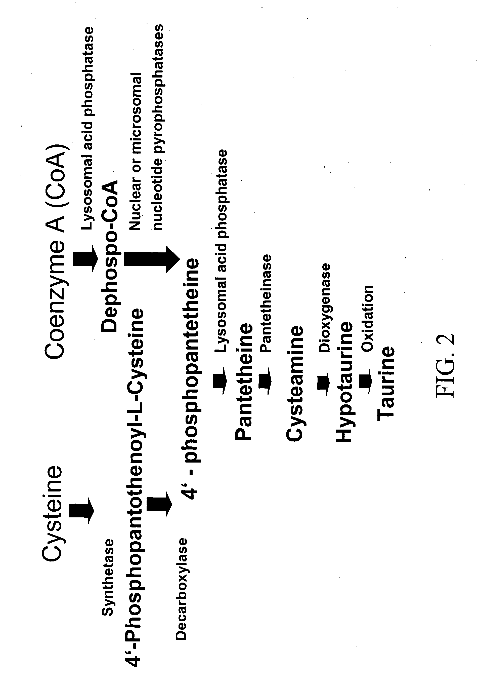 Compositions and methods for treating diabetes