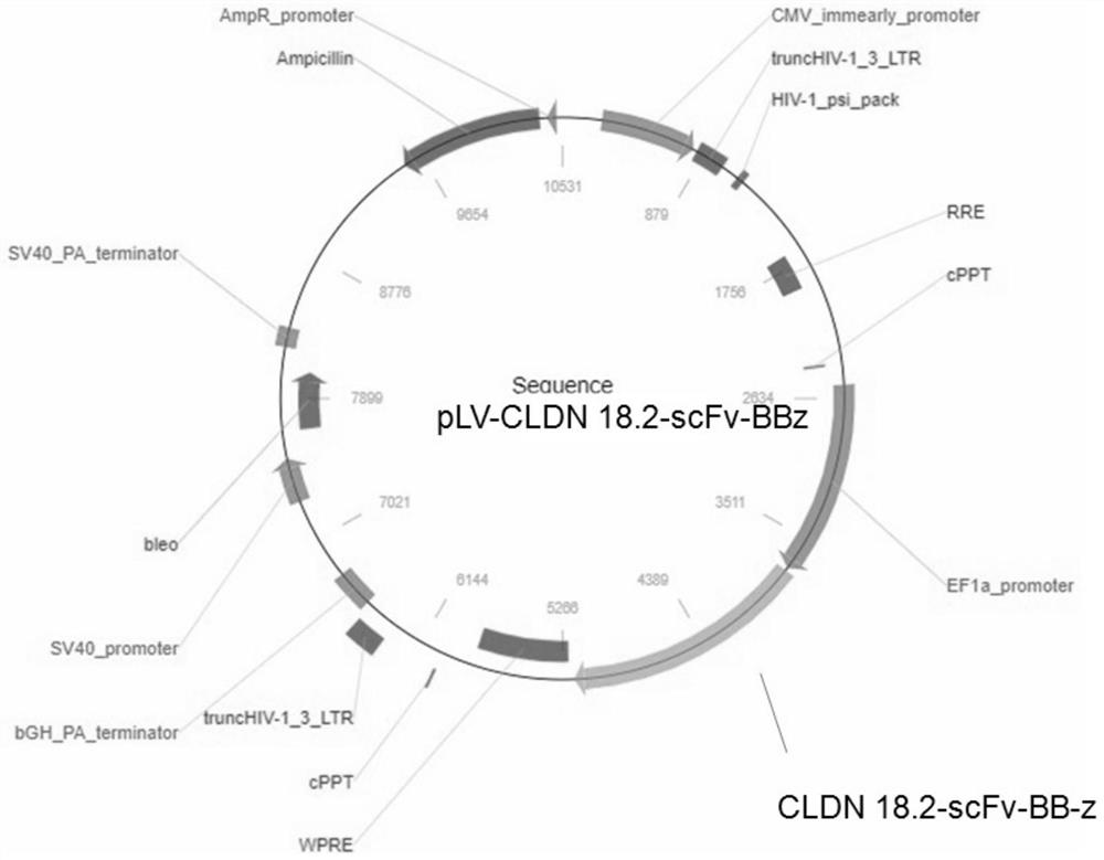 Chimeric antigen receptor of cell for targeted expression of Claudin 18.2 and application of chimeric antigen receptor