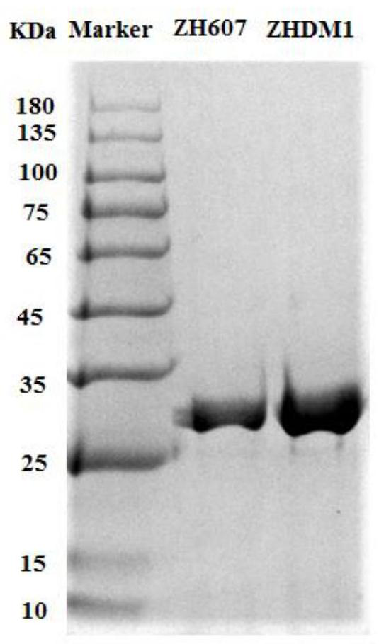 Zearalenone hydrolase mutant zhdm1 and its coding gene and application