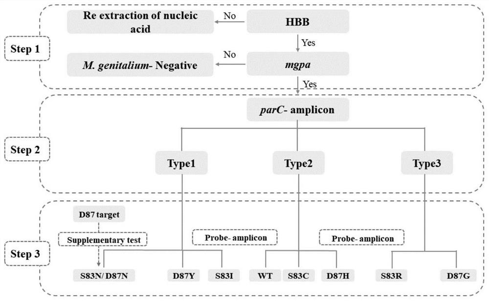 Mycoplasma genitalium parC gene mutation type detection method and kit