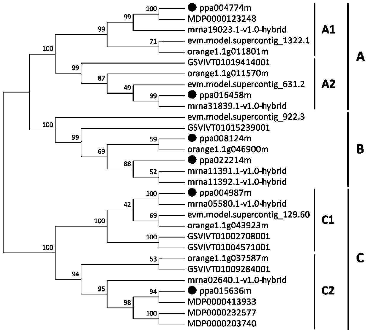 Peach transcription factor pperf.a16 gene, protein, recombinant expression vector and application thereof