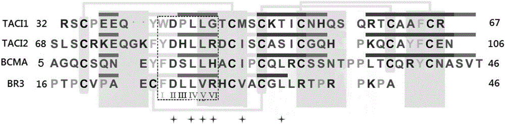 Application of benzyloxycarbonyl-L-glutamic acid in preparing BLyS (B lymphocyte stimulator) antagonist