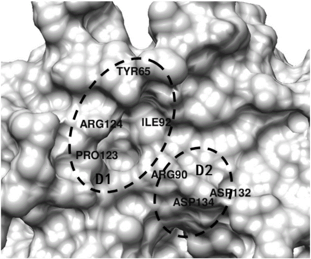 Application of benzyloxycarbonyl-L-glutamic acid in preparing BLyS (B lymphocyte stimulator) antagonist