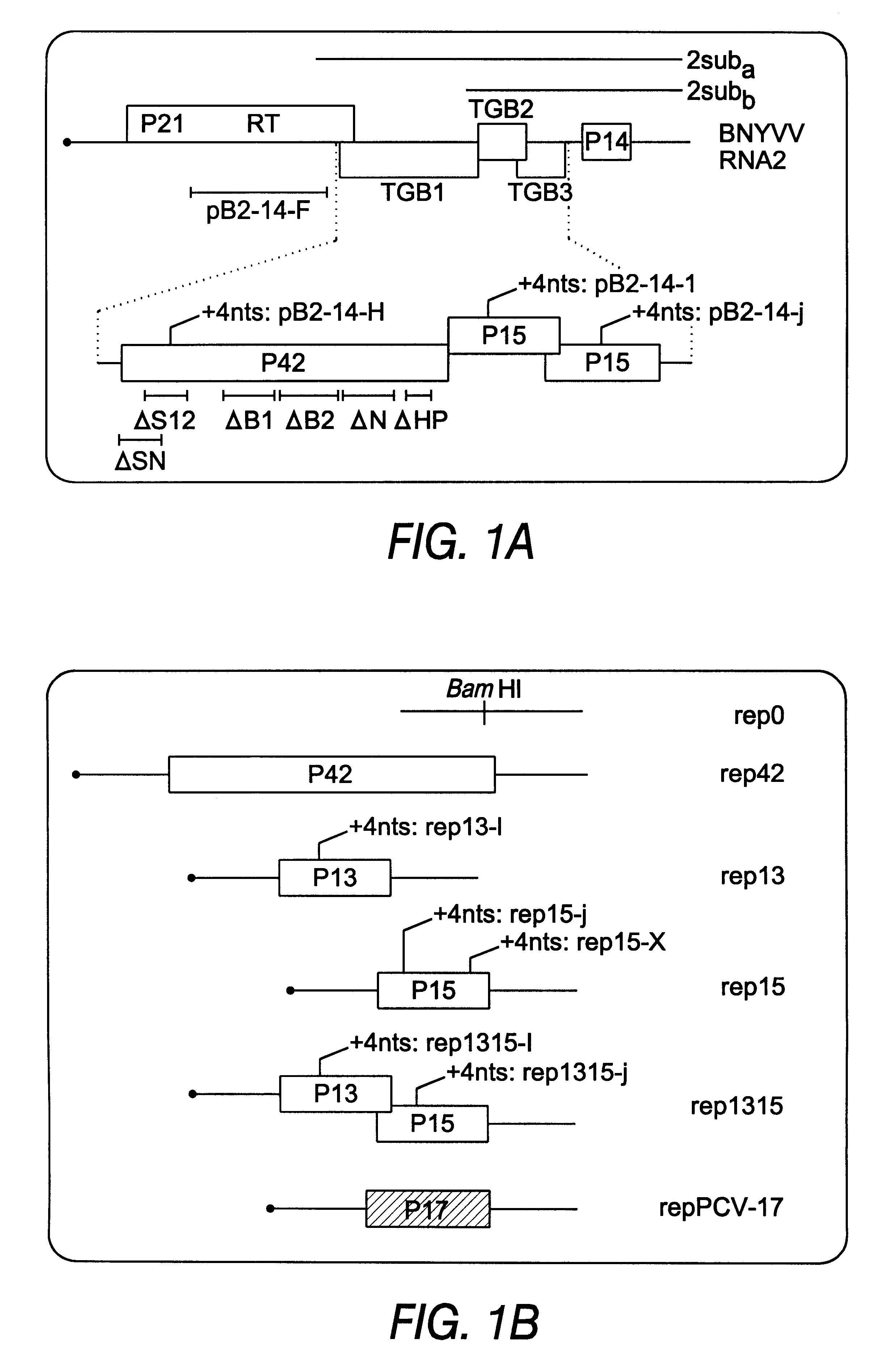 Method for inducing viral resistance into a plant