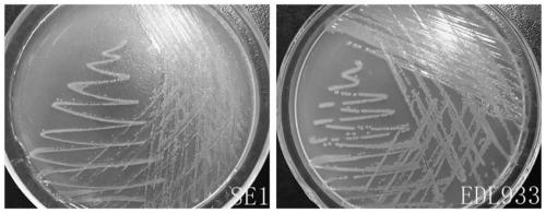 Inert carrier Escherichia coli and its potential application