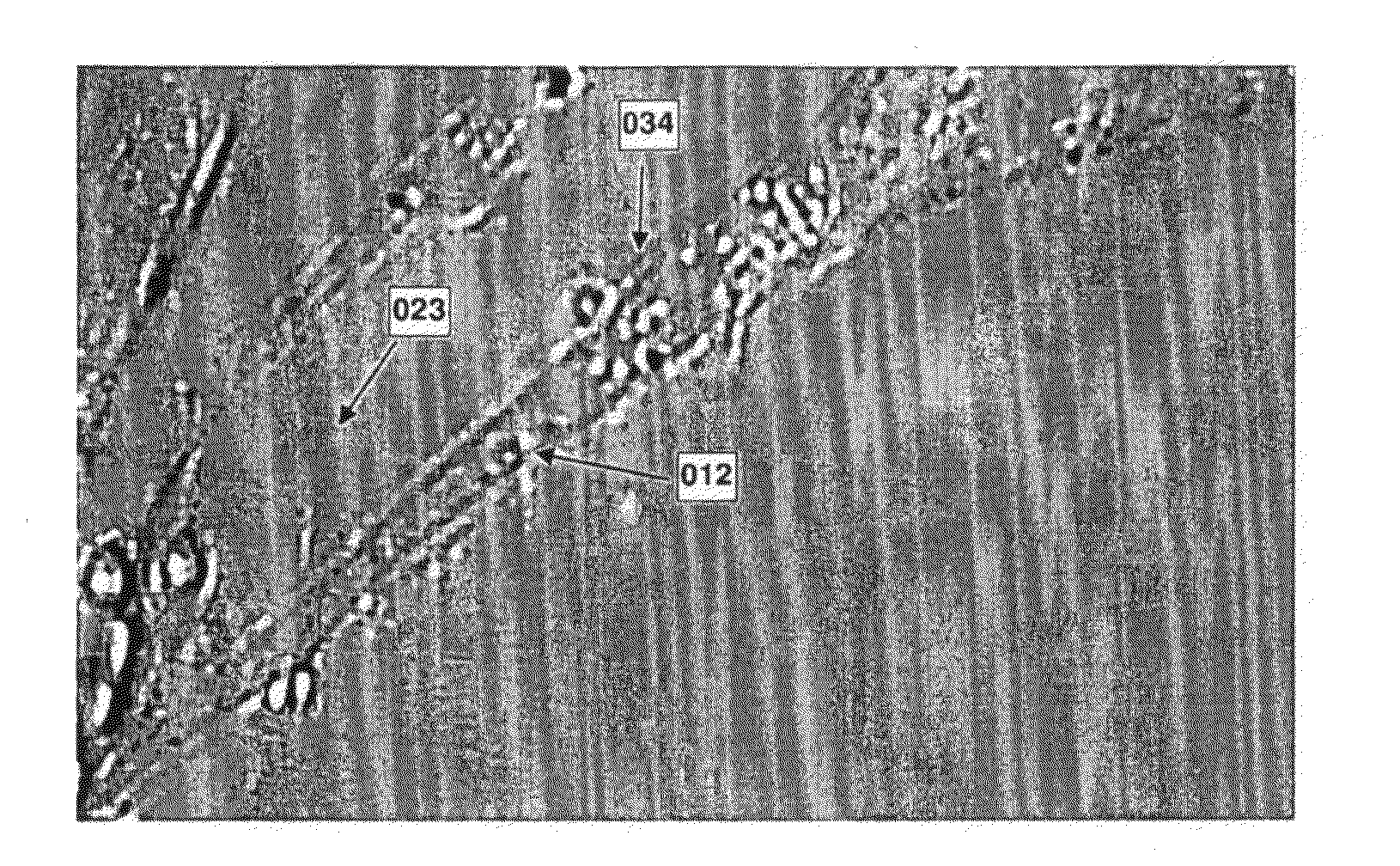 Tissue organizing structure and therapeutic methods