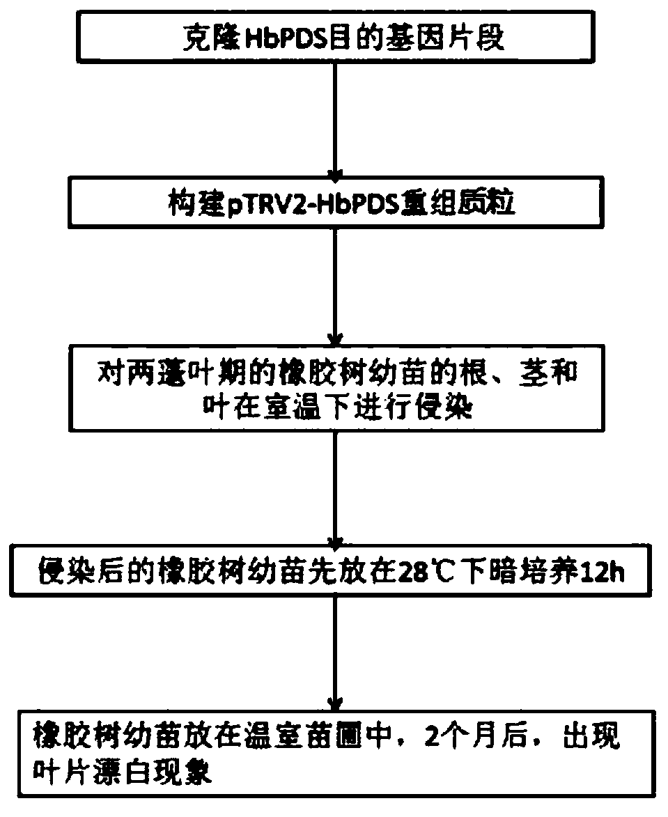 Rubber tree phytoene dehydrogenase gene VIGS silencing system, and construction method and application thereof