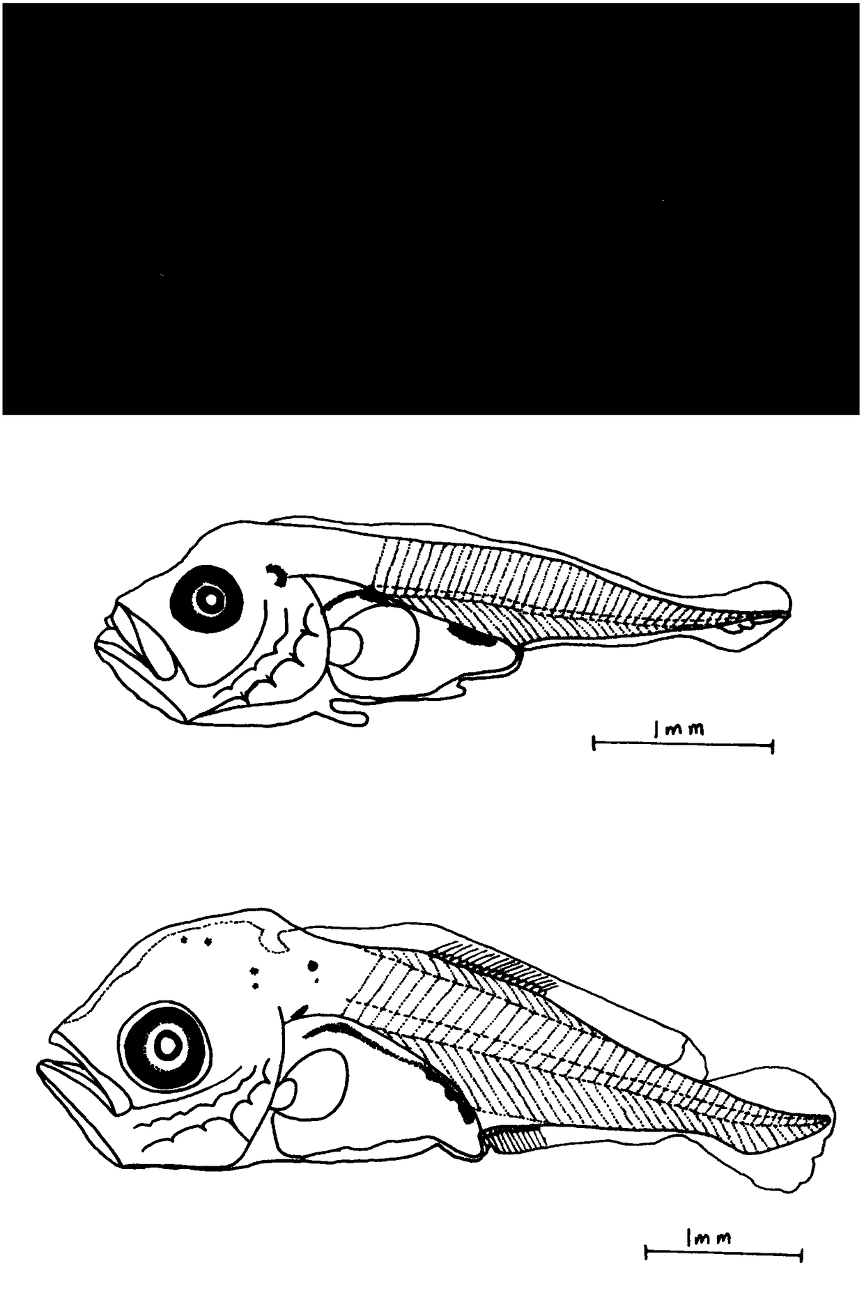 Method for drawing morphology of fish eggs and larvae