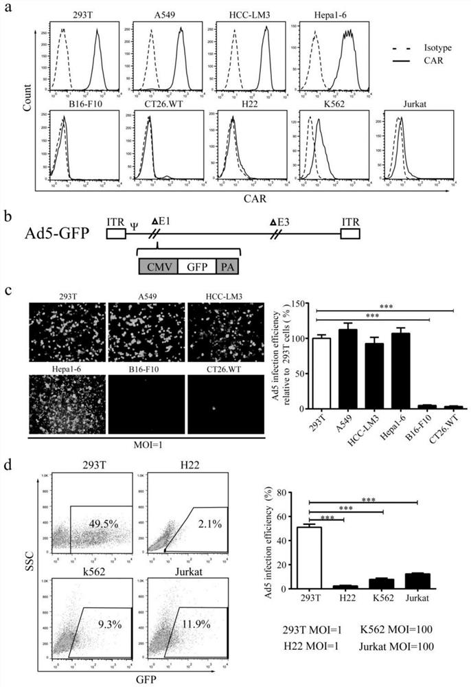 Novel vesicle-like oncolytic virus and application thereof in preparation of antitumor drugs