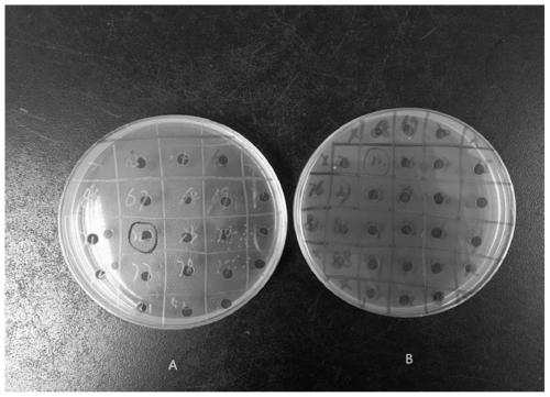 Method for constructing suicide plasmid and drug-resistant mutant strain based on mariner transposon