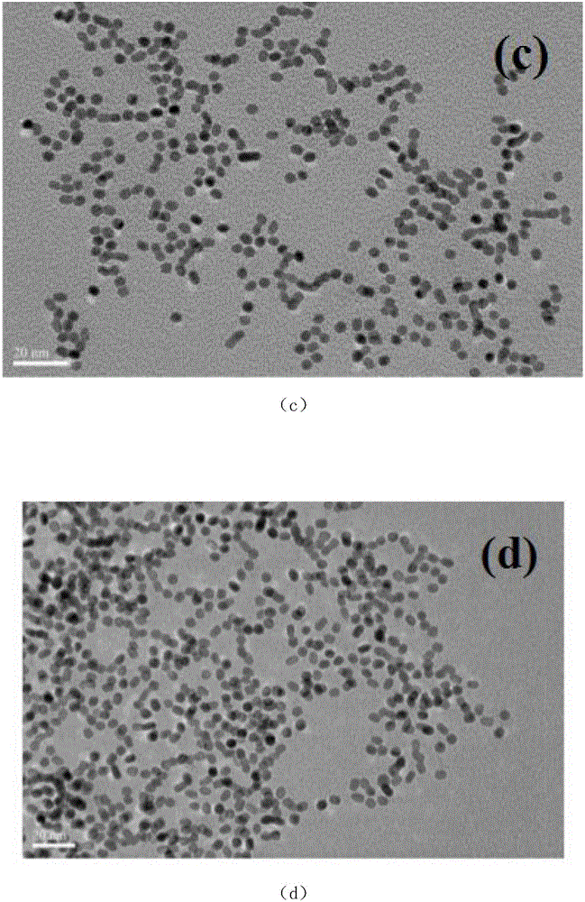 Photocatalyst for producing hydrogen through photocatalytic water splitting and preparation method thereof