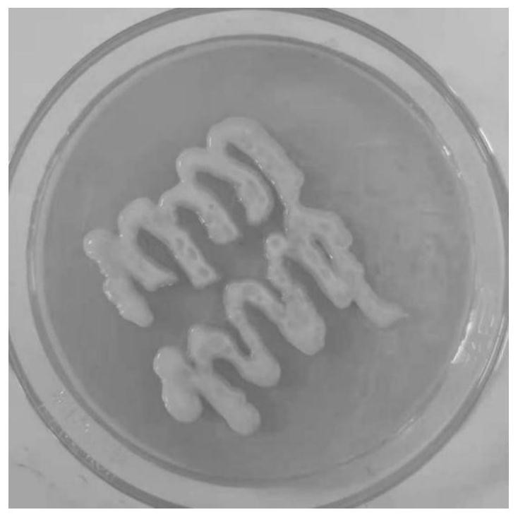Burkholderia sp. resistant to heavy metal copper and application
