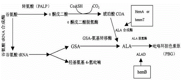 Gene for constructing 5-aminolevulinic acid C4 biosynthesis pathway in Escherichia coli and construction method thereof