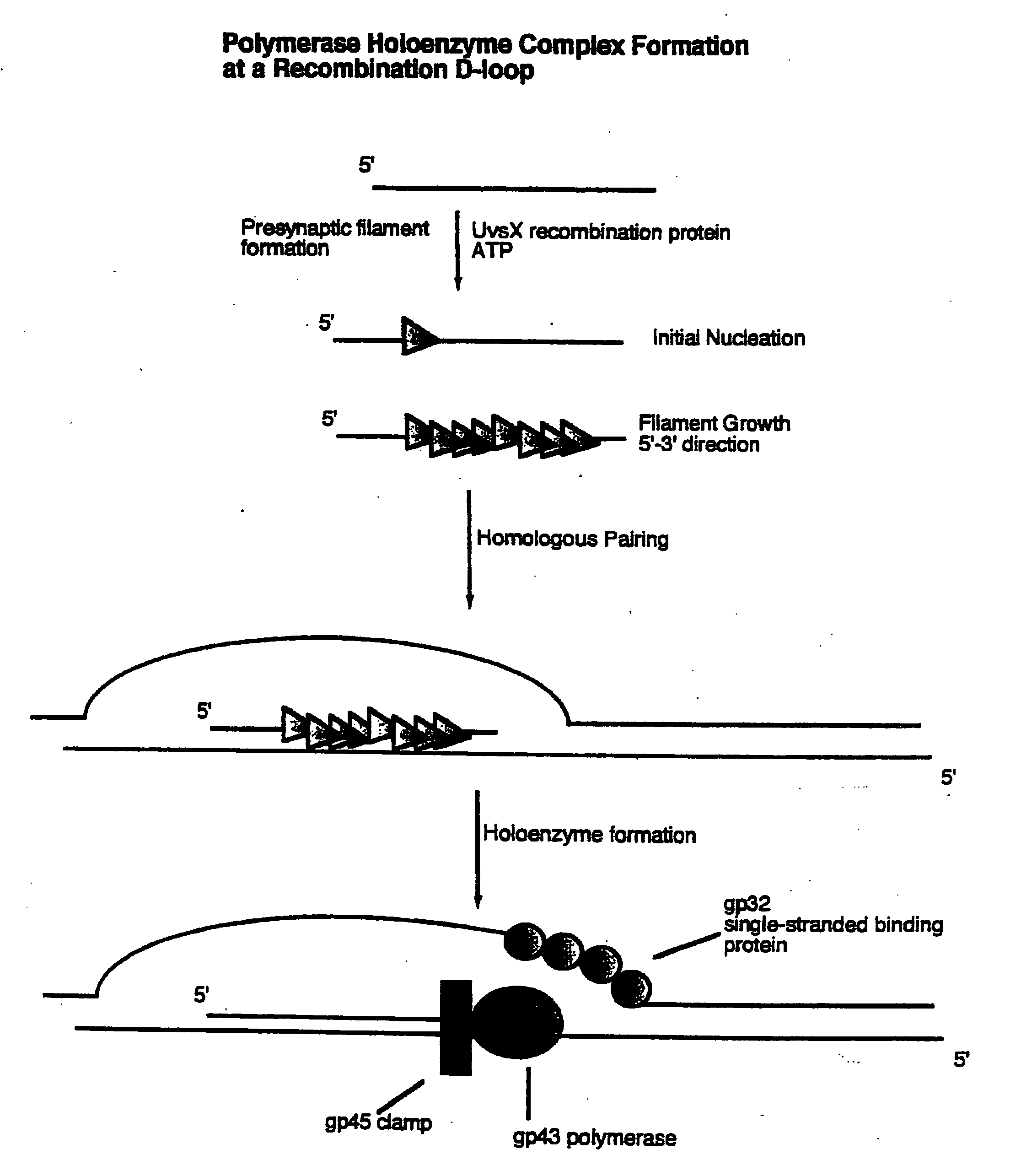 Methods for nucleic acid manipulation