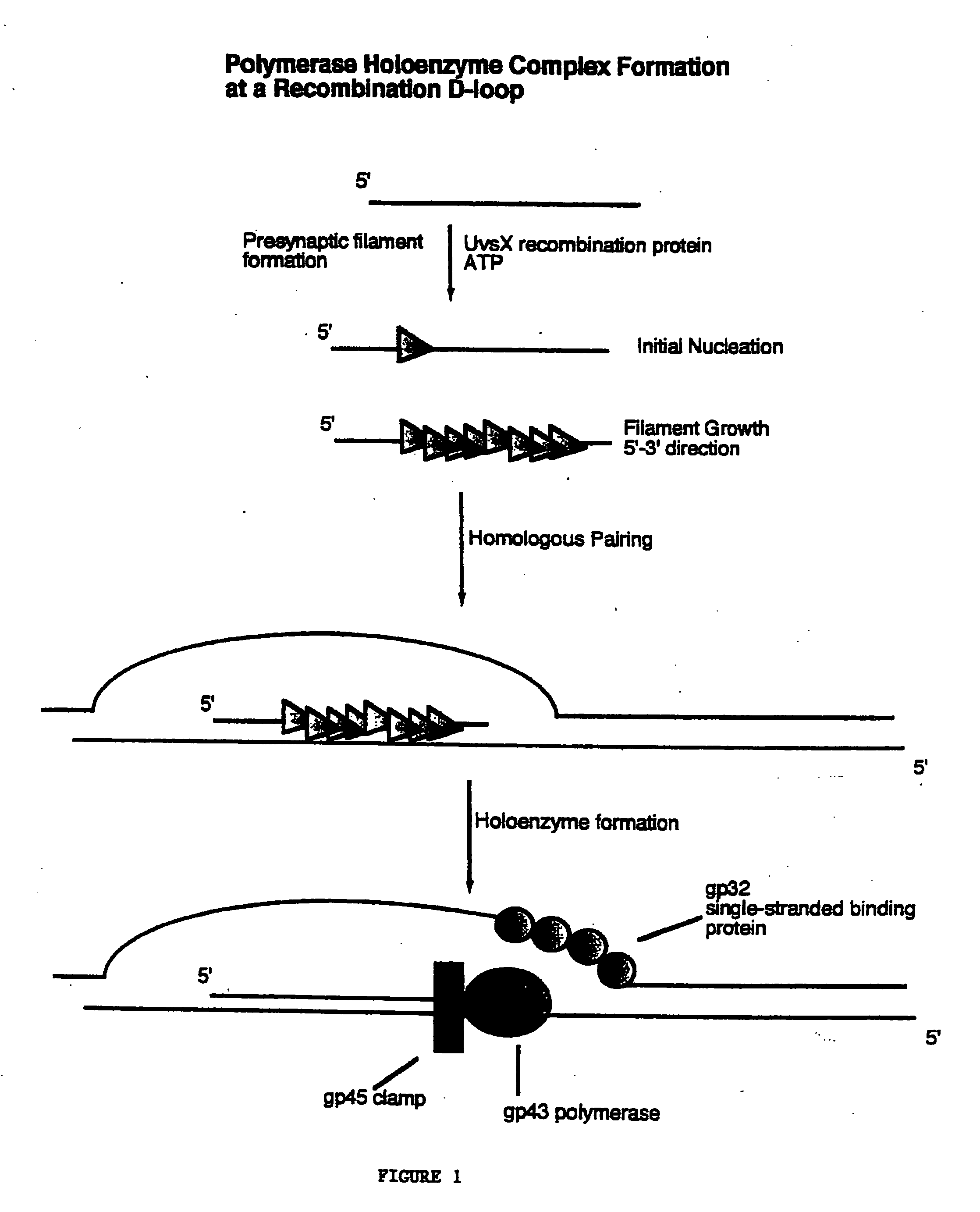 Methods for nucleic acid manipulation