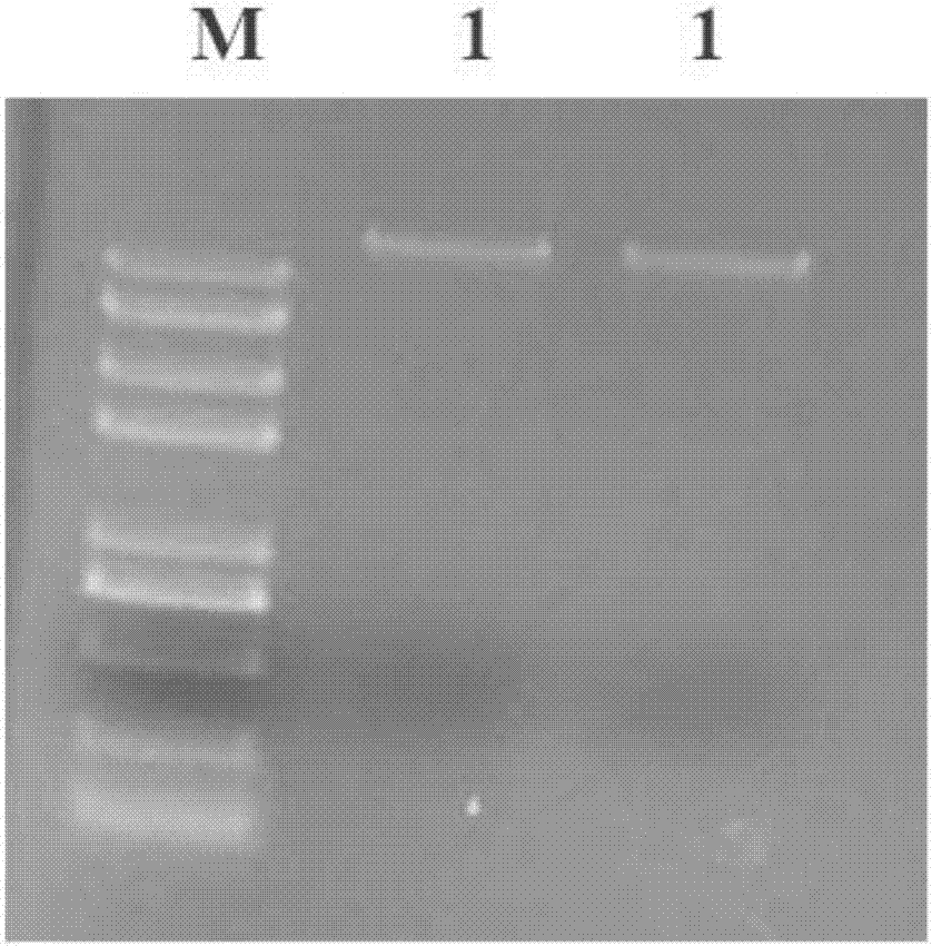 Method for efficiently extracting DNA (Deoxyribonucleic Acid) of microbe in soil