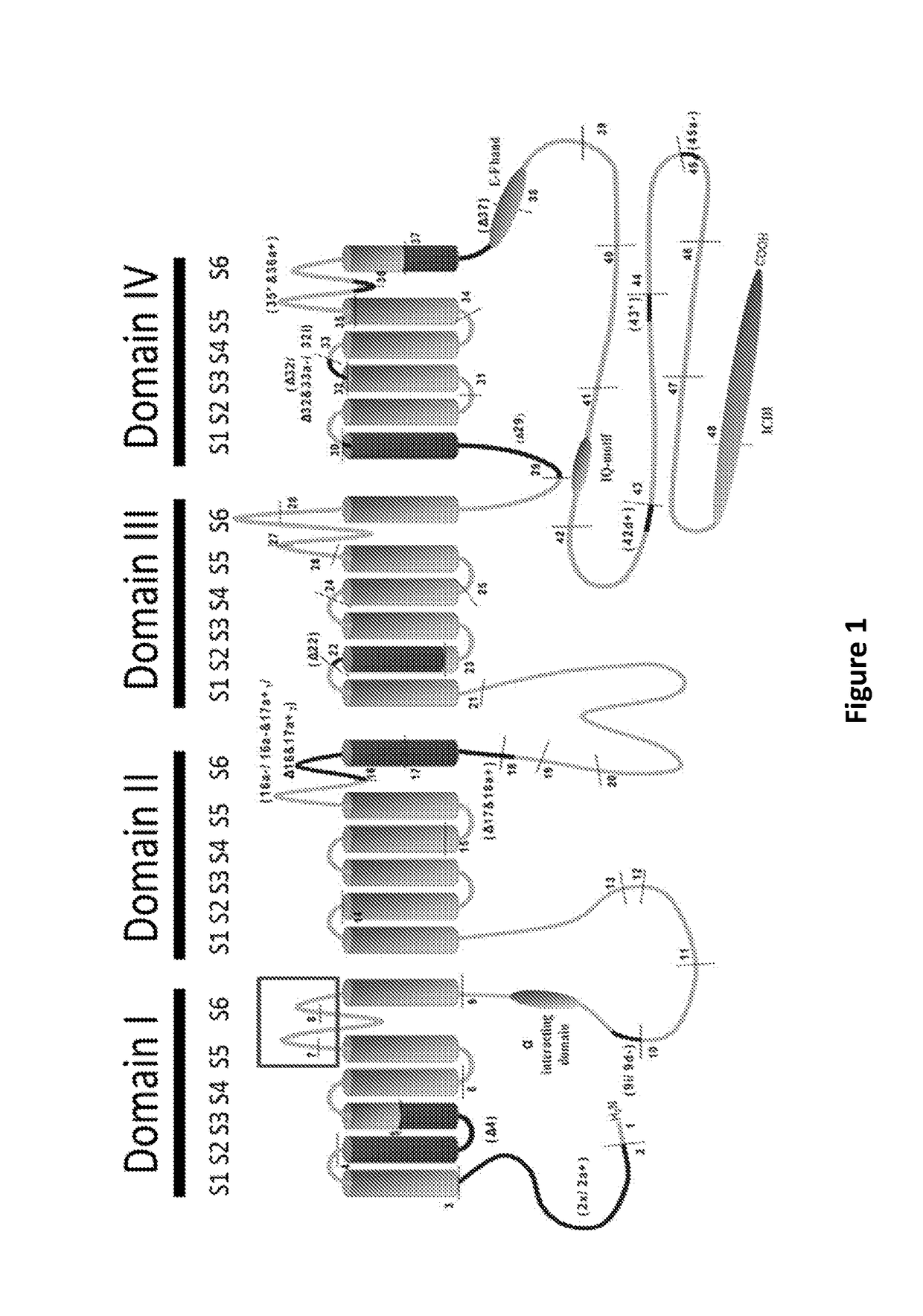 Antibodies to l-type voltage gated channels and related methods