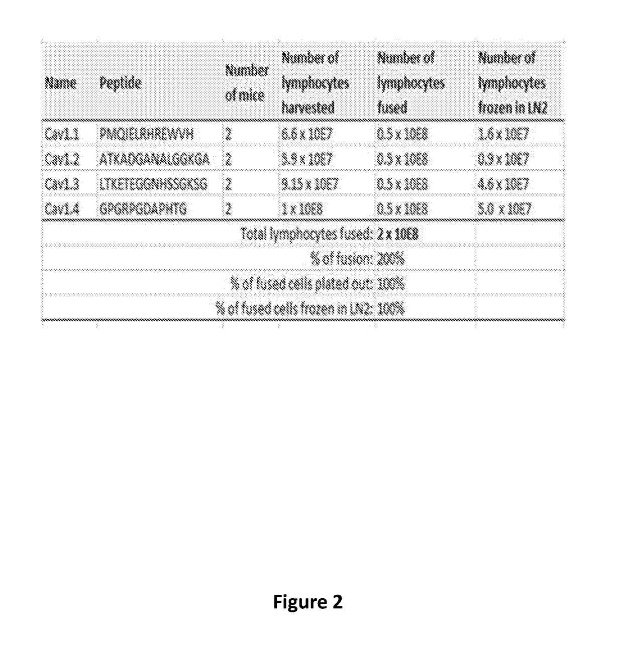 Antibodies to l-type voltage gated channels and related methods