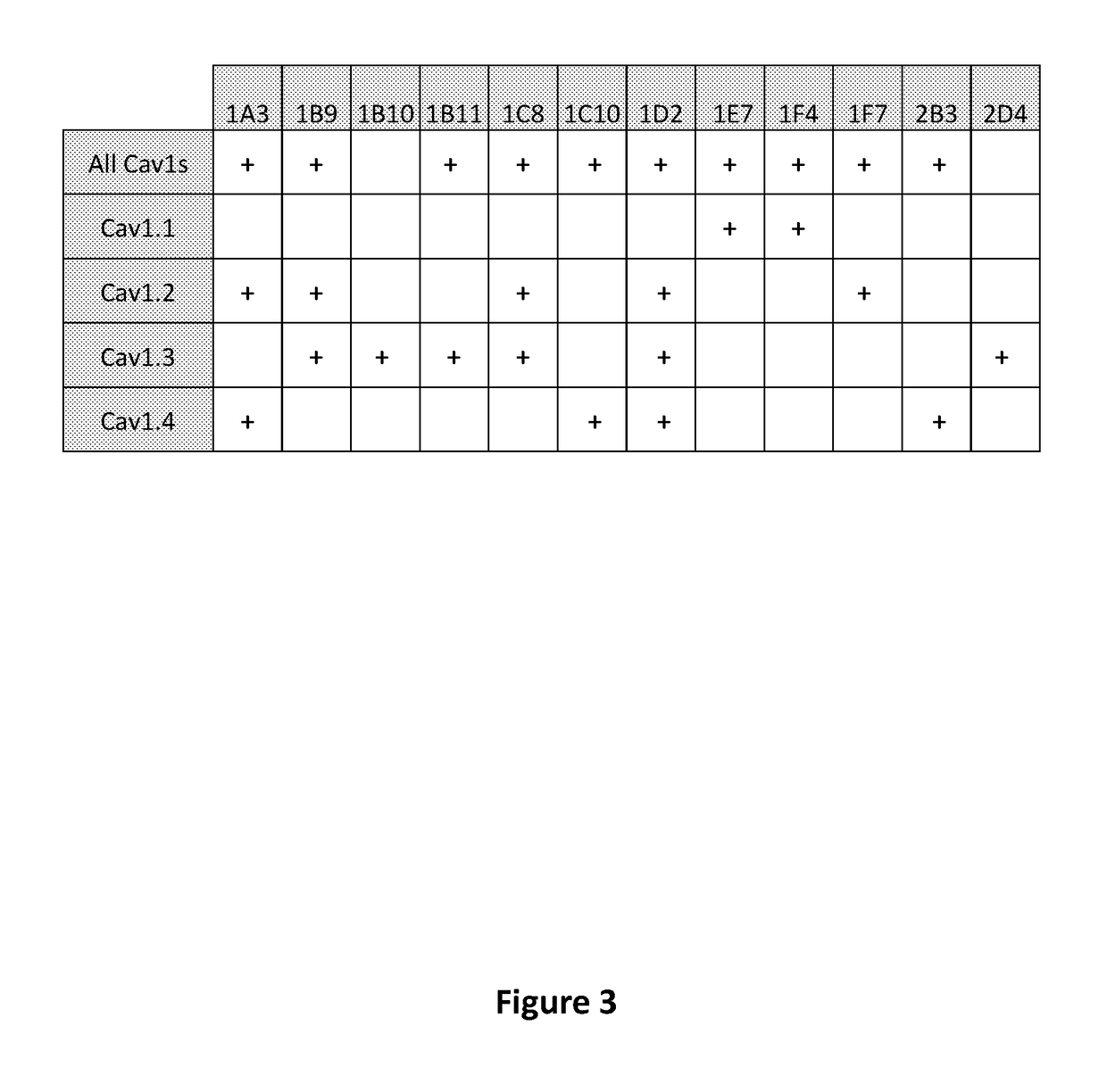 Antibodies to l-type voltage gated channels and related methods