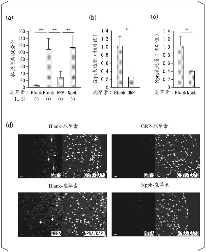 Prophylactic or therapeutic agent and medicinal composition for il-31 mediated disease