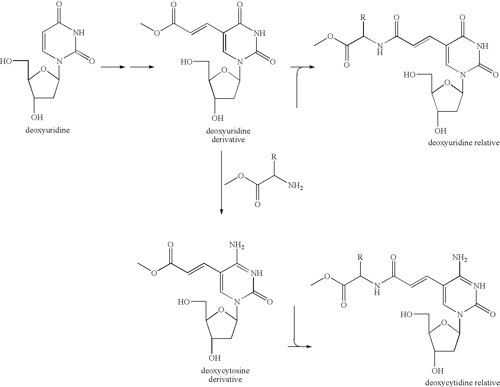 Functional molecule and process for producing the same